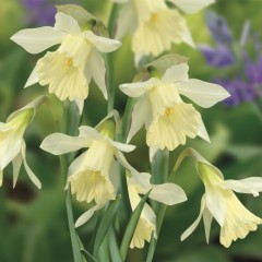 Narcissus (Daffodil) - Dwarf, 'W. P. Milner'.  Loose Per 10 Bulbs.